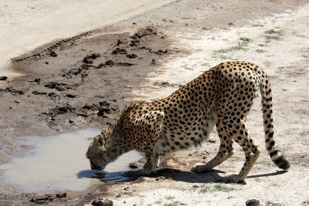 Tansania - Ein Gepard trinkt aus einer Pfütze.