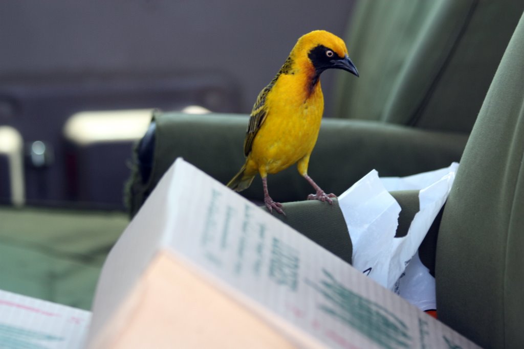 Ngorongoro Krater - a yellow bird (masked weaver?) in our jeep