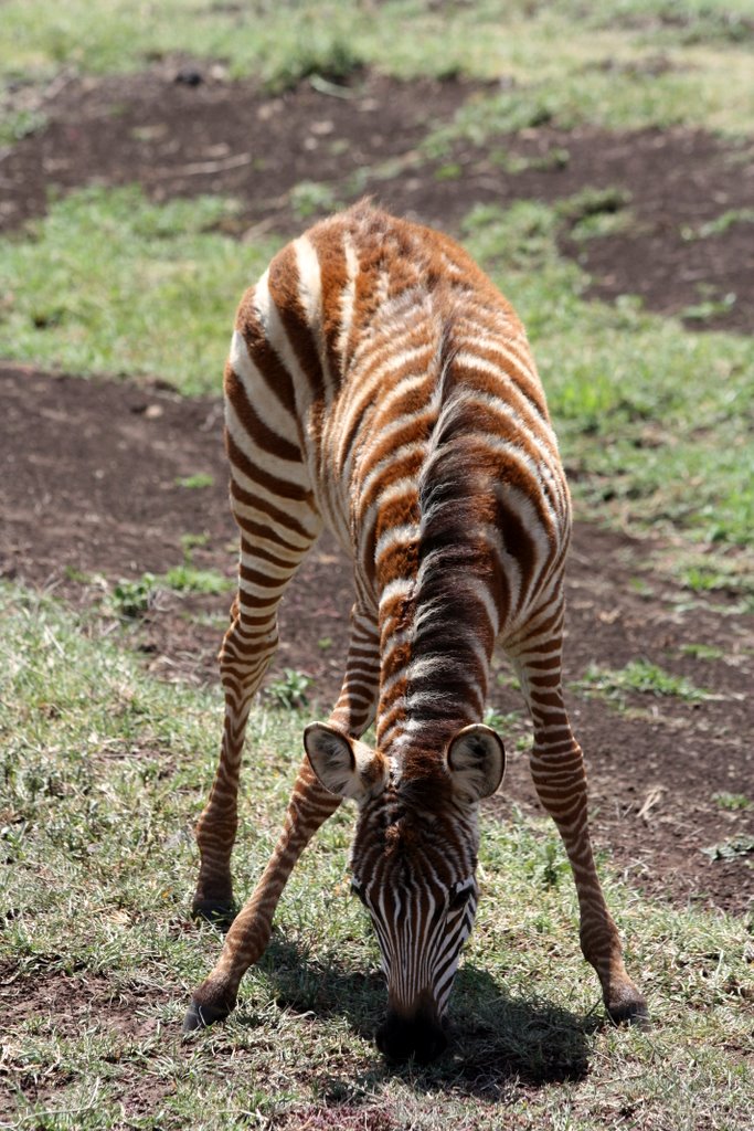 Tanzania - Baby zebra grazing