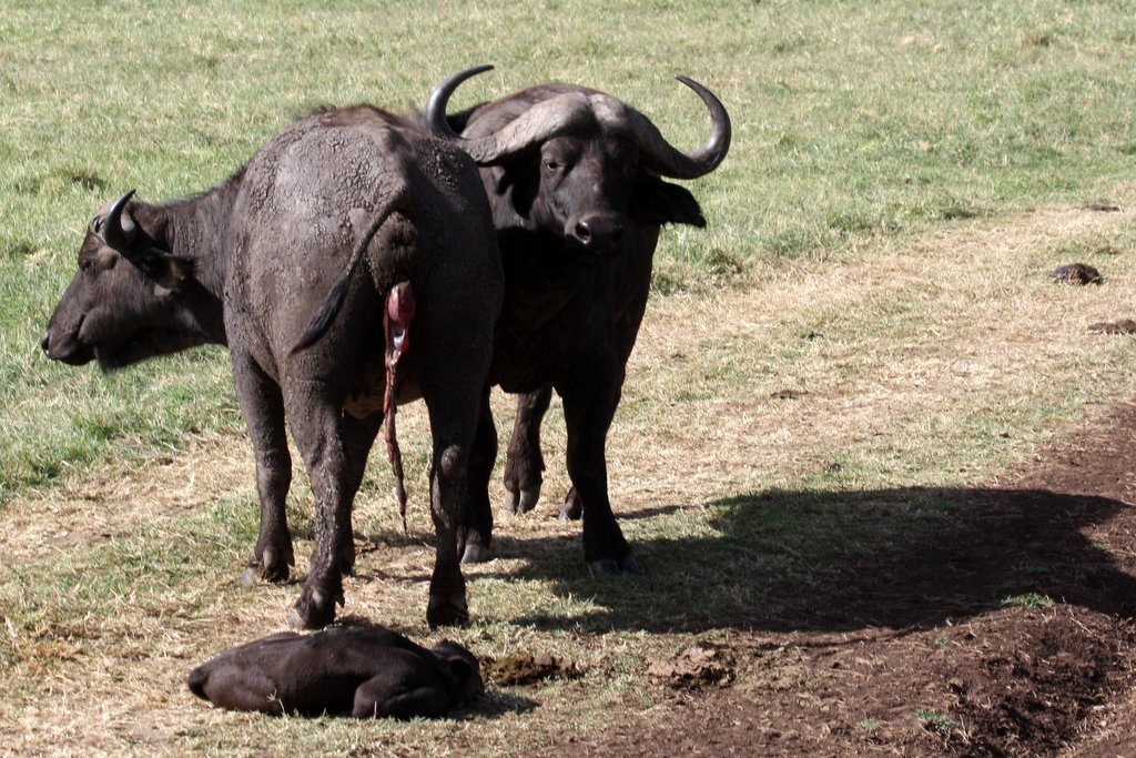 Tanzania - mom and dad buffalo with a newborn calf