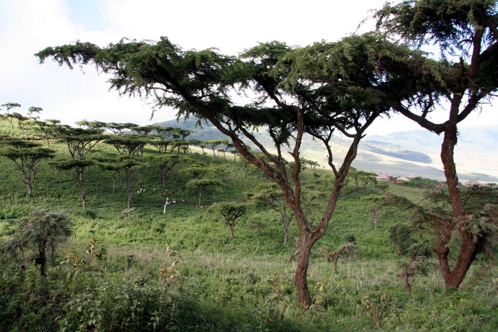 Tansania - Landschaft zwischen Ngorongoro Krater und Serengeti