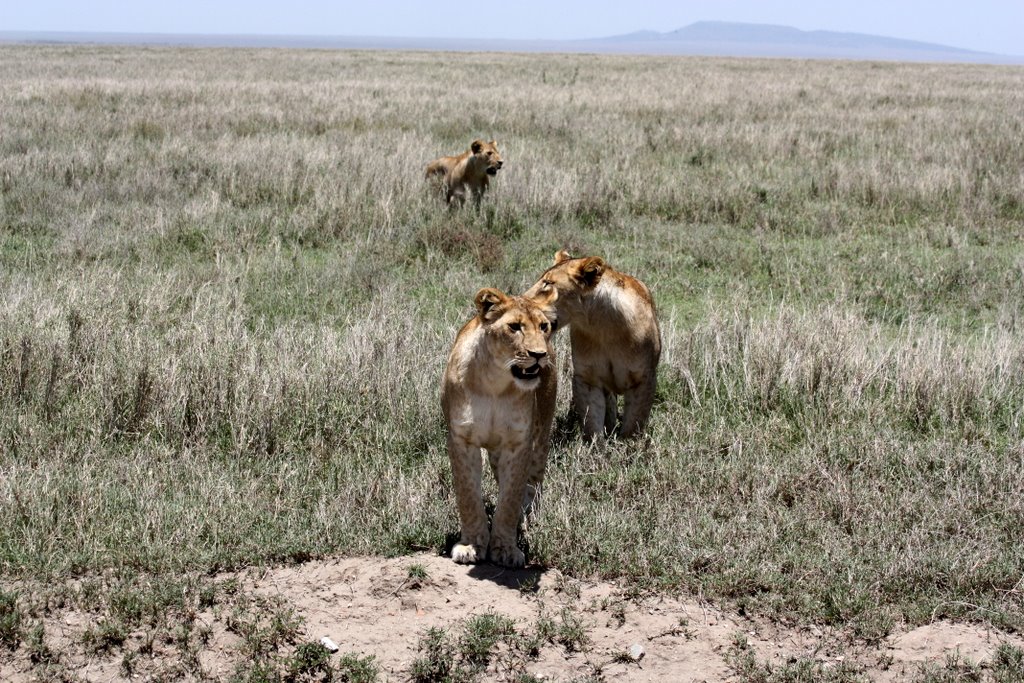 Tansania - Drei Löwen kommen hintereinander heran.