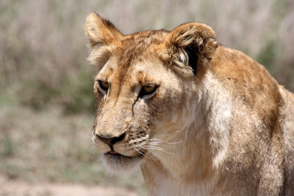 Tanzania - concentrated gaze of a lion on the hunt