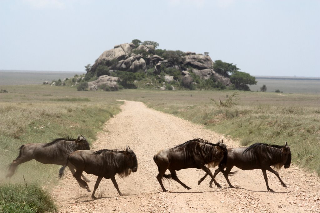Tansania - Vier Gnus überqueren in vollem Gallop den Weg vor uns.