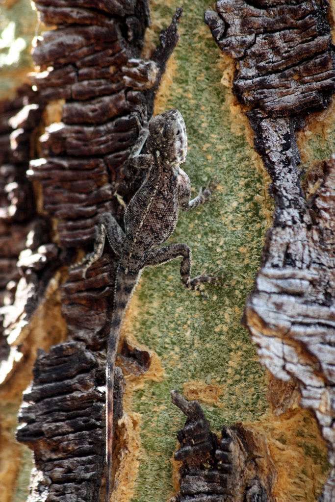 Tanzania - a well camouflaged lizard