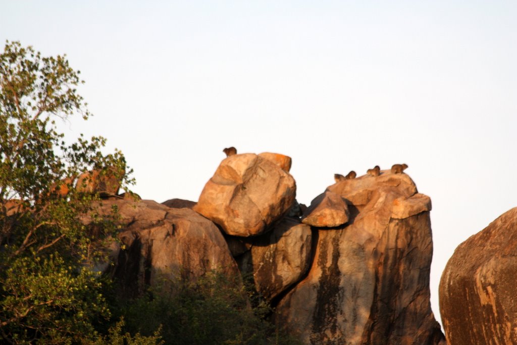Tanzania - a group of hyrax on a rock