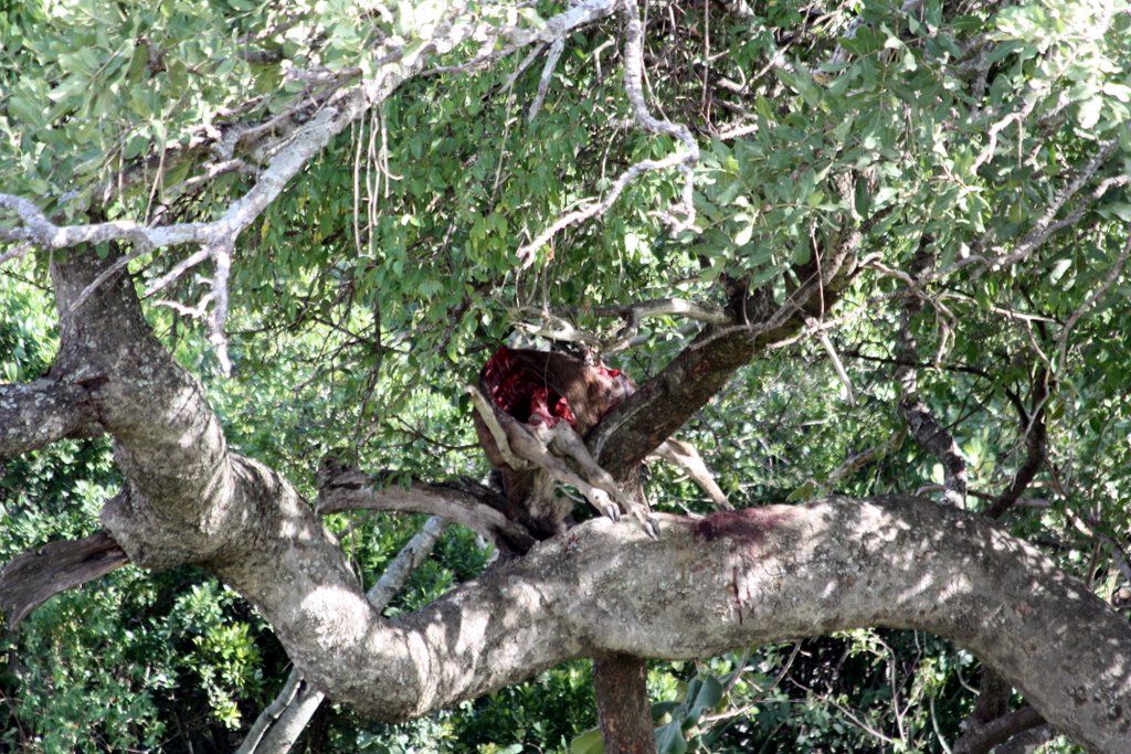 Serengeti - in einem Baum hängt ein halbes Baby Gnu, das ein Leopard dort hinaufgezogen hat.