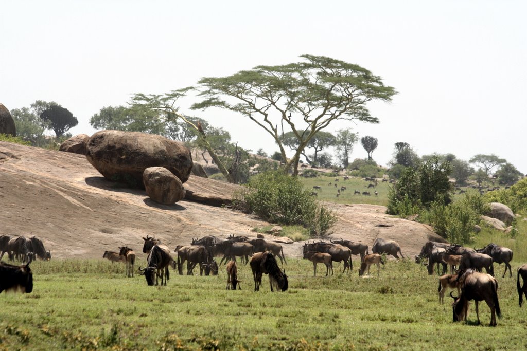 Tansania - Serengeti Nationalpark