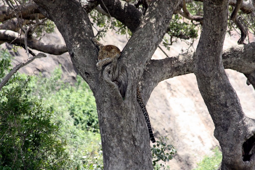Tanzania - leopard in a tree