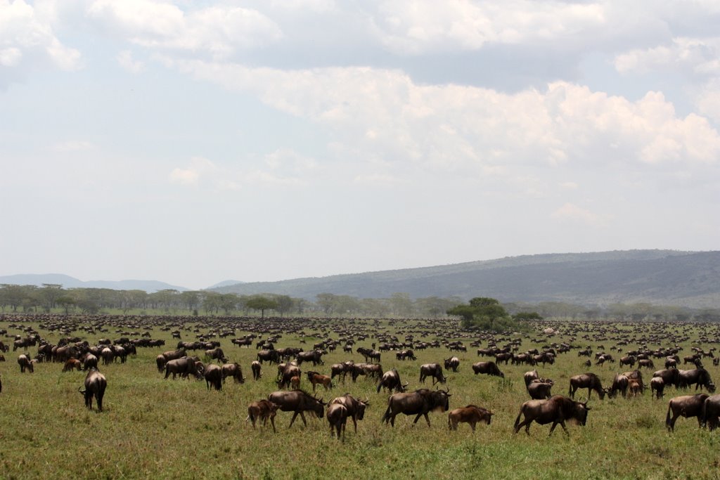 Tanzania - view over a huge herd of wildebeest in the Serengeti