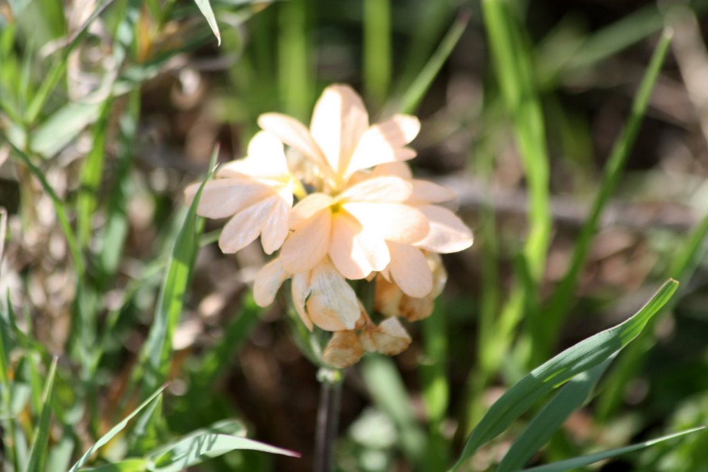 Tansania - Blume