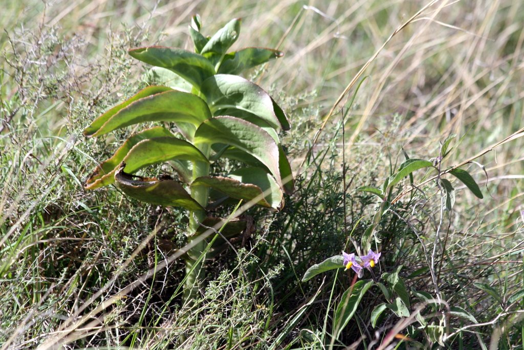 Tansania - Pflanze