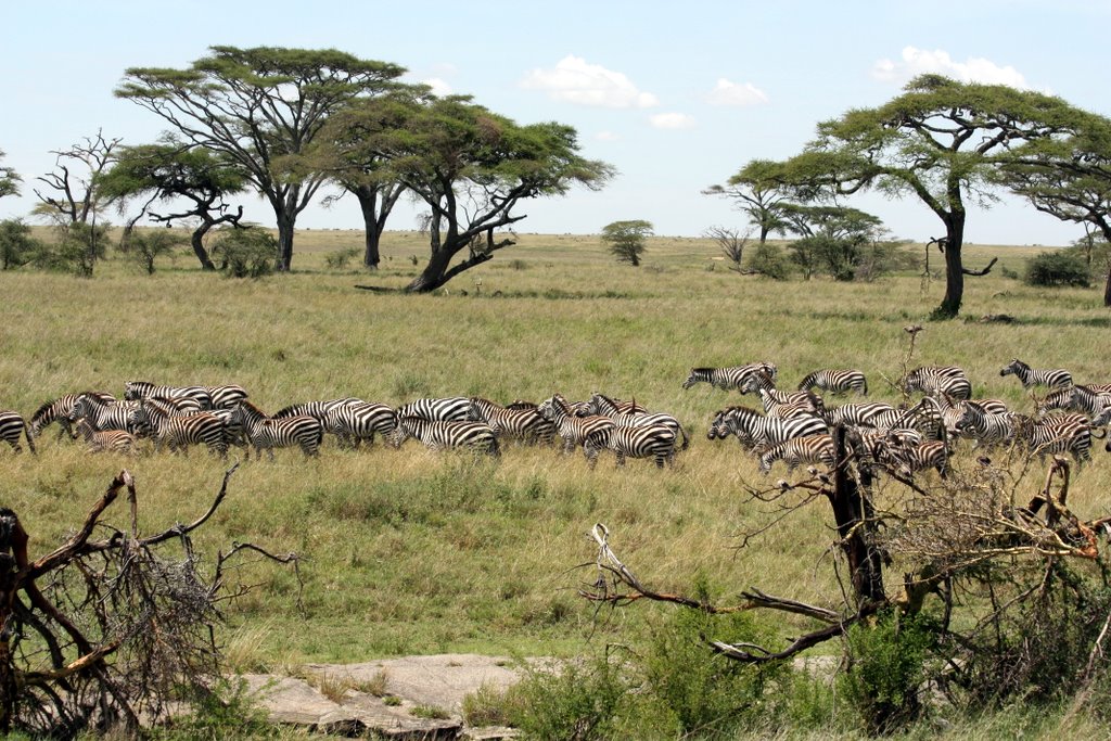 Tansania - Serengeti Nationalpark
