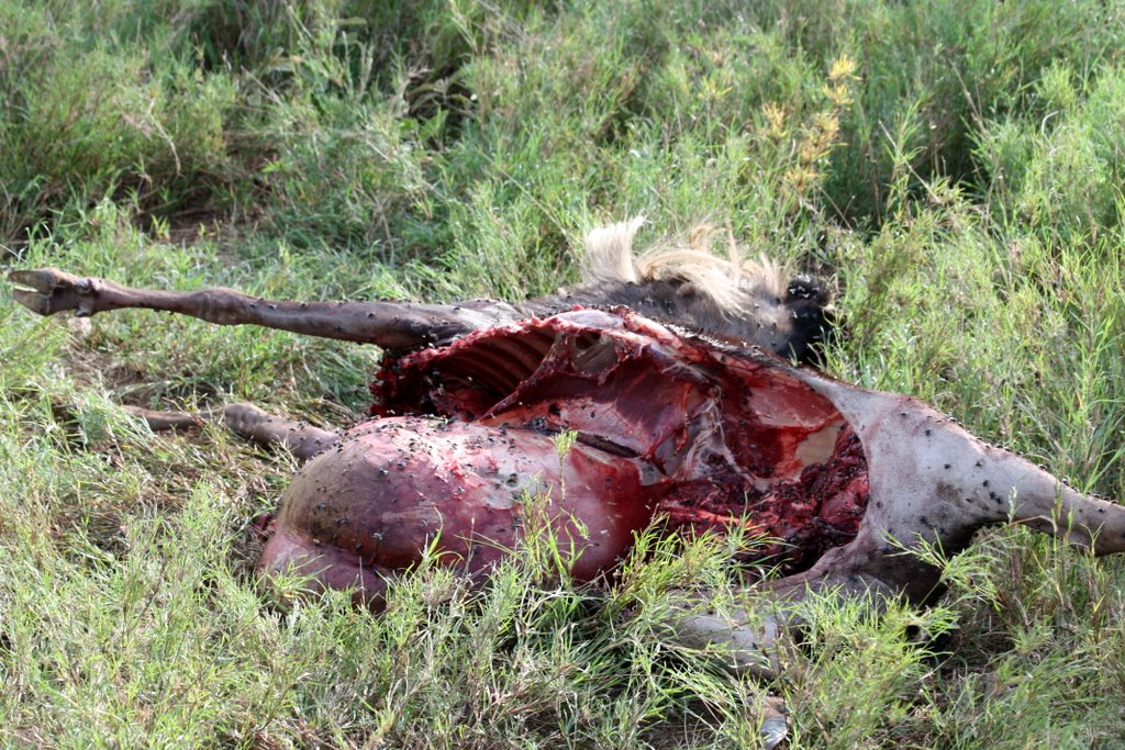 Serengeti - carcass of a wildebeest recently torn by lions.