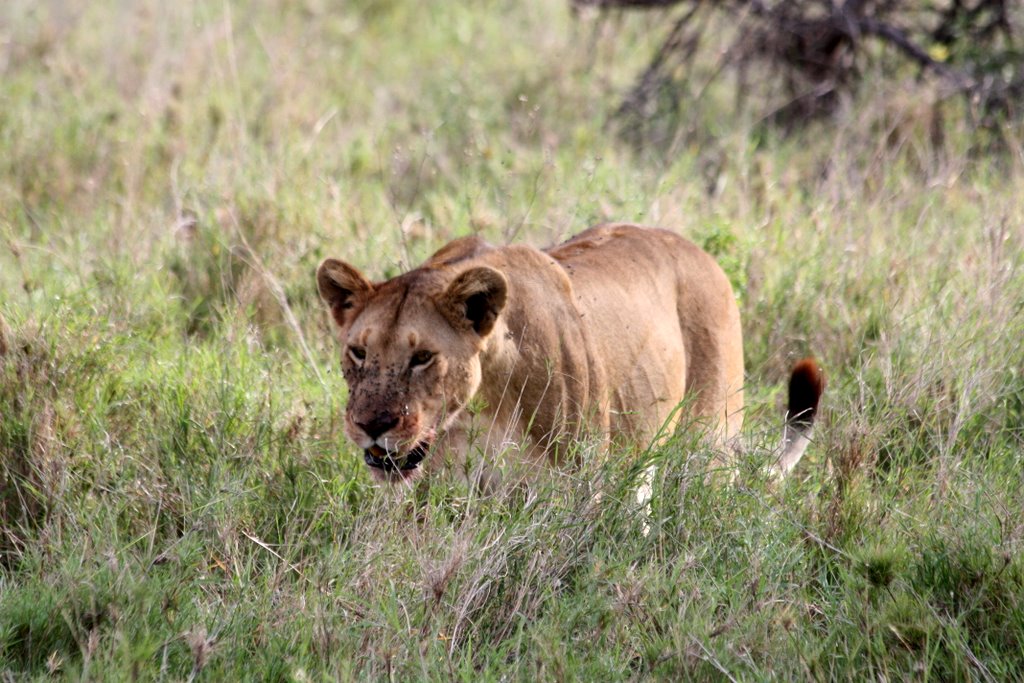 Tansania - Eine Löwin hat Blut um die Schnauze und viele Fliegen im Gesicht.