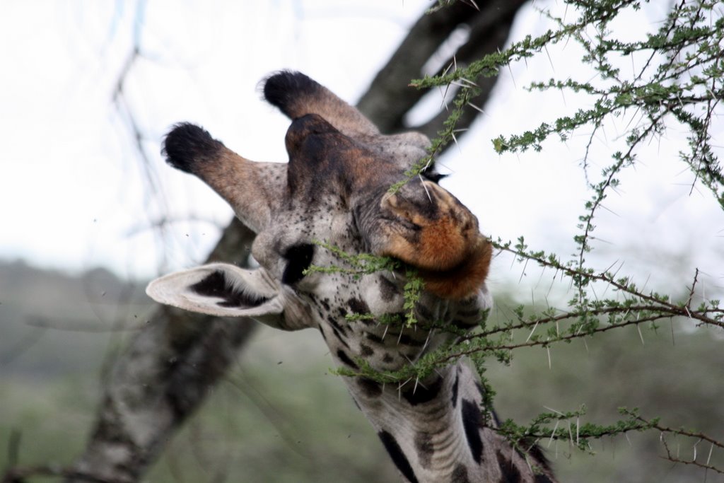Tanzania - A giraffe is eating from a bush.
