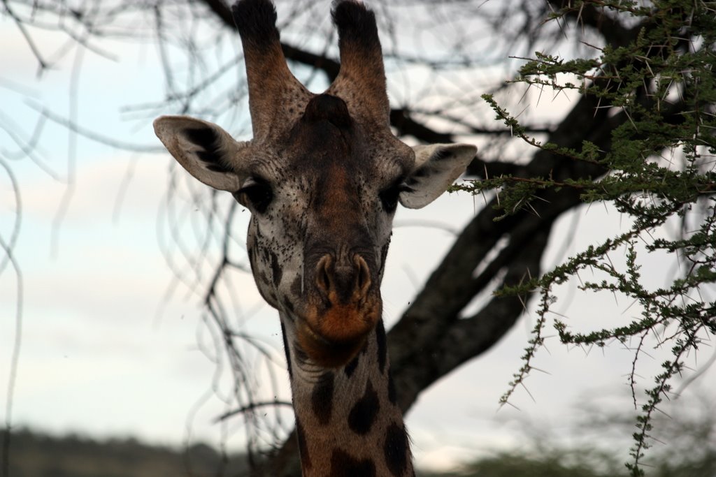 Tansania - Nahaufnahme eines Giraffenkopfs