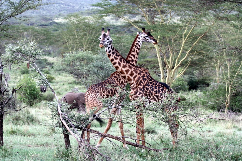 Tansania - zwei Giraffen und im Hintergrund ein Elefant