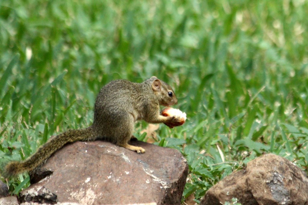 Manyara Nationalpark - A squirrel got hold of a piece of bread or something similar.
