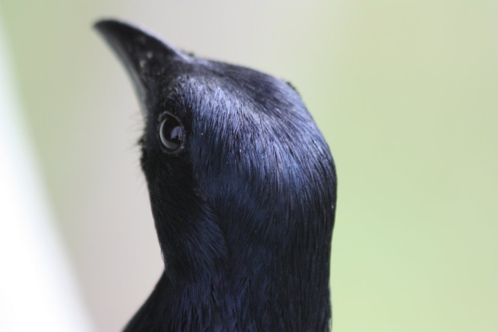 Tansania - ein schwarzer Vogel