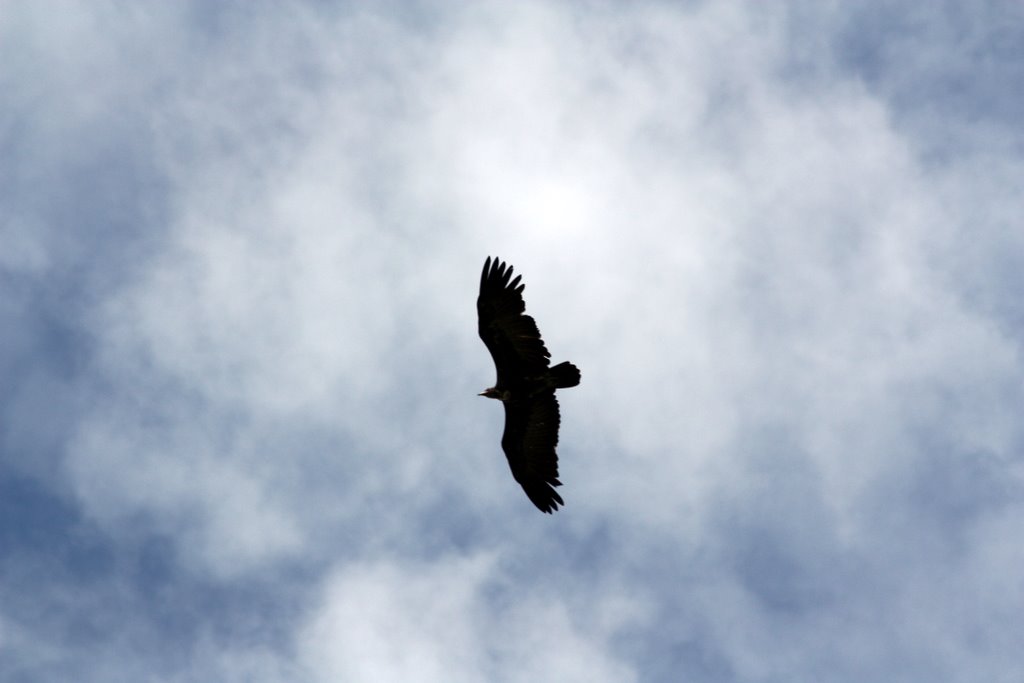 Tansania - Silhouette eines Raubvogels am Himmel
