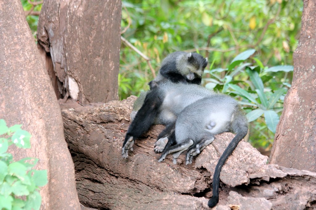 Manyara National Park - a big monkey enjoys getting deloused by a smaller monkey.