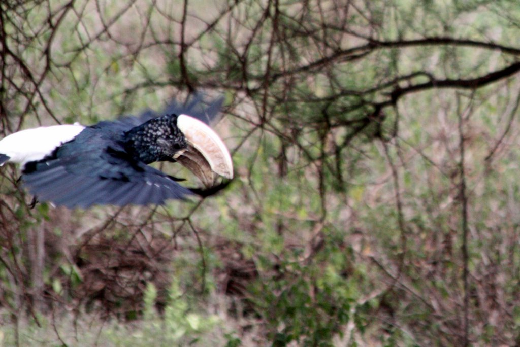 Tanzania - silver cheek hornbill