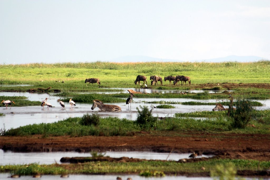 Manyara Nationalpark - Zebras beim Durchqueren eines Hippo Pools
