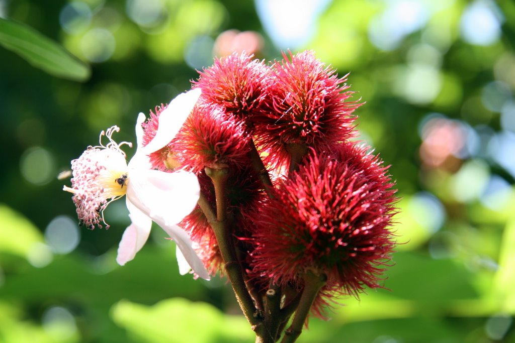 Zanzibar - flowers and fruits of the anatto shrub