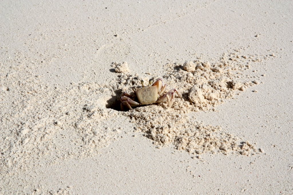 Zanzibar - a crab digging its cave in the light sand