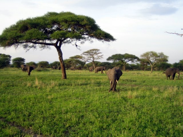 Tansania - Tarangire Nationalpark
