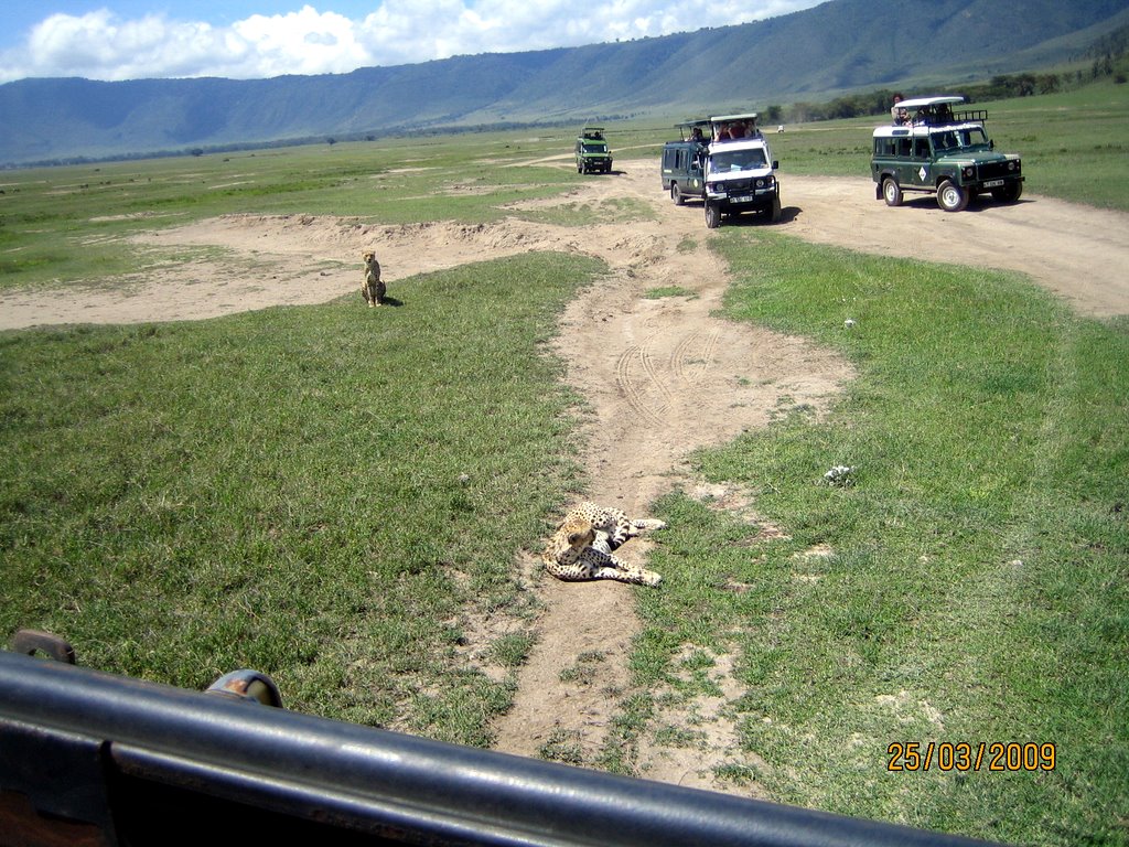 Tansania - Zwei Geparde lassen sich von Touristen in einer ganzen Gruppe von Jeeps bewundern.