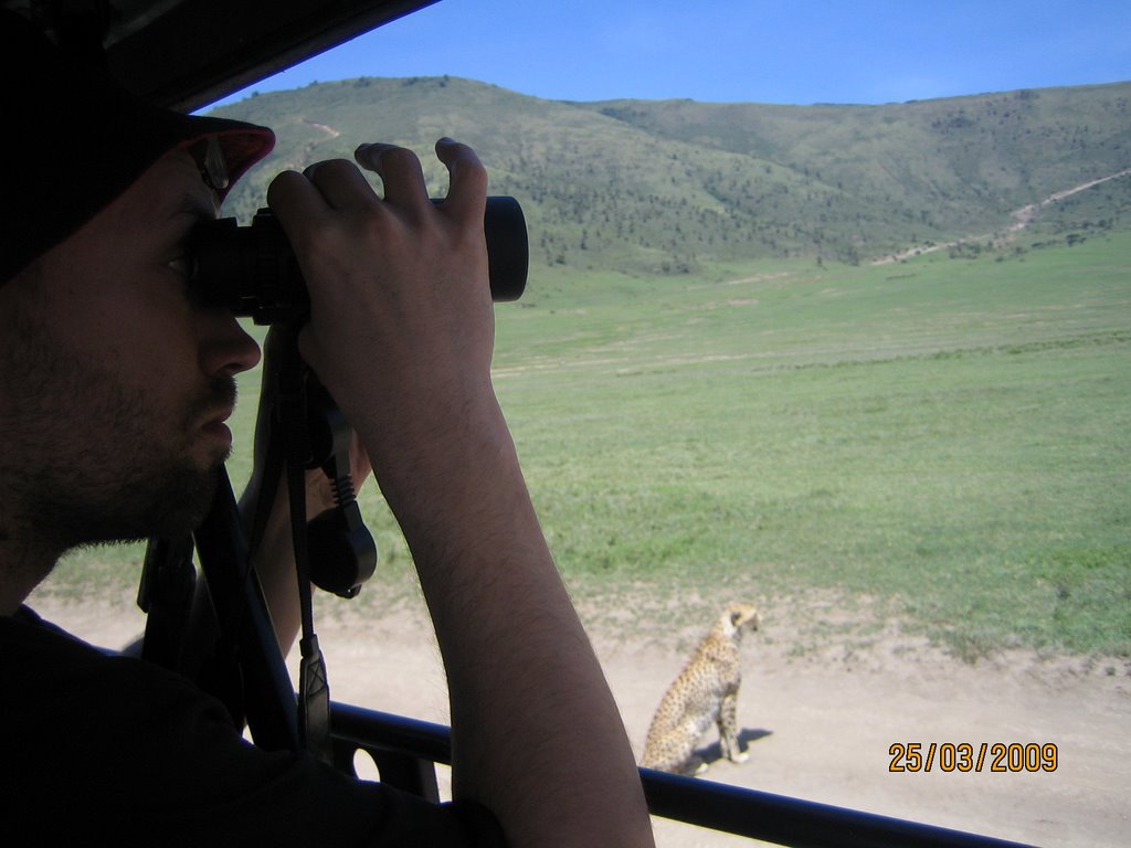 Tanzania - A cheetah and Volker look in the same direction, Volker sees nothing.