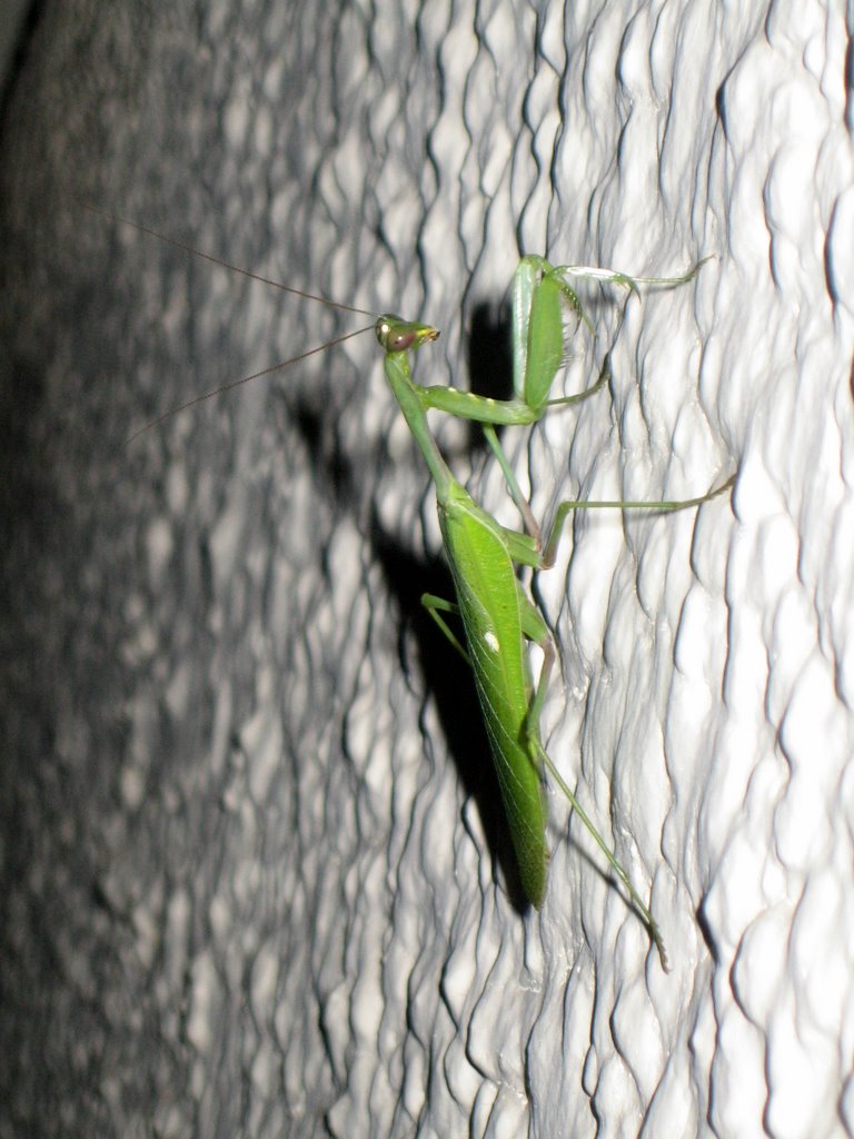 Tanzania - praying mantis
