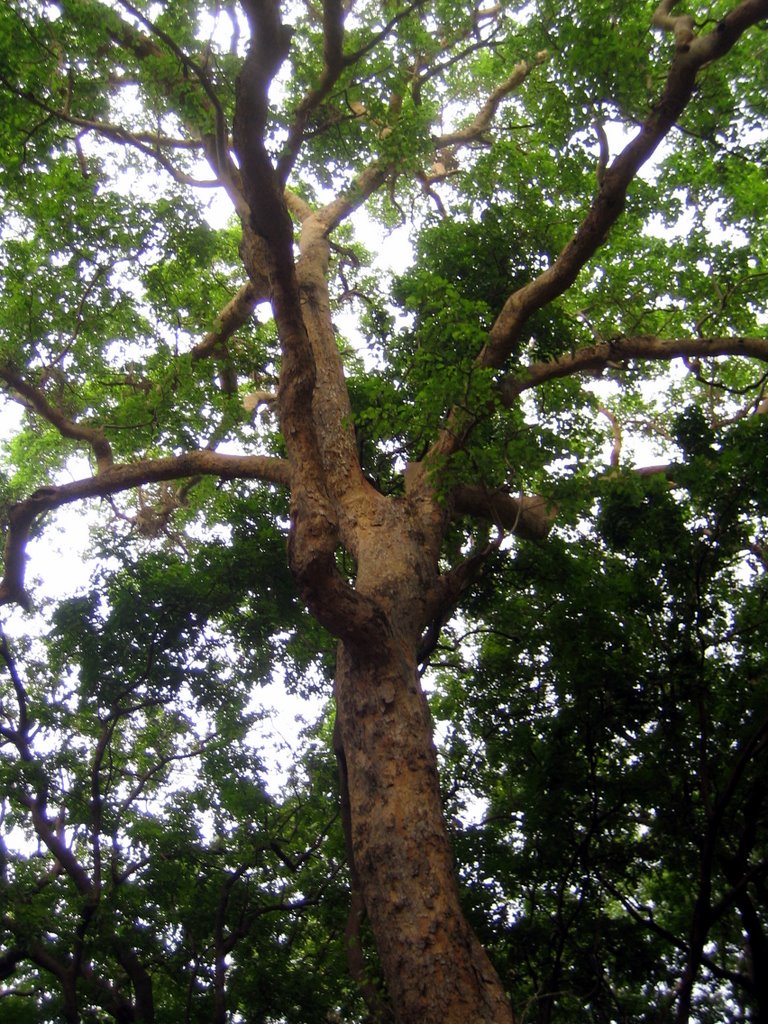 Manyara Nationalpark - toller Baum