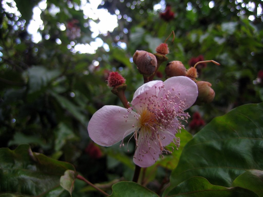 Sansibar - Blüten des Annattostrauchs.