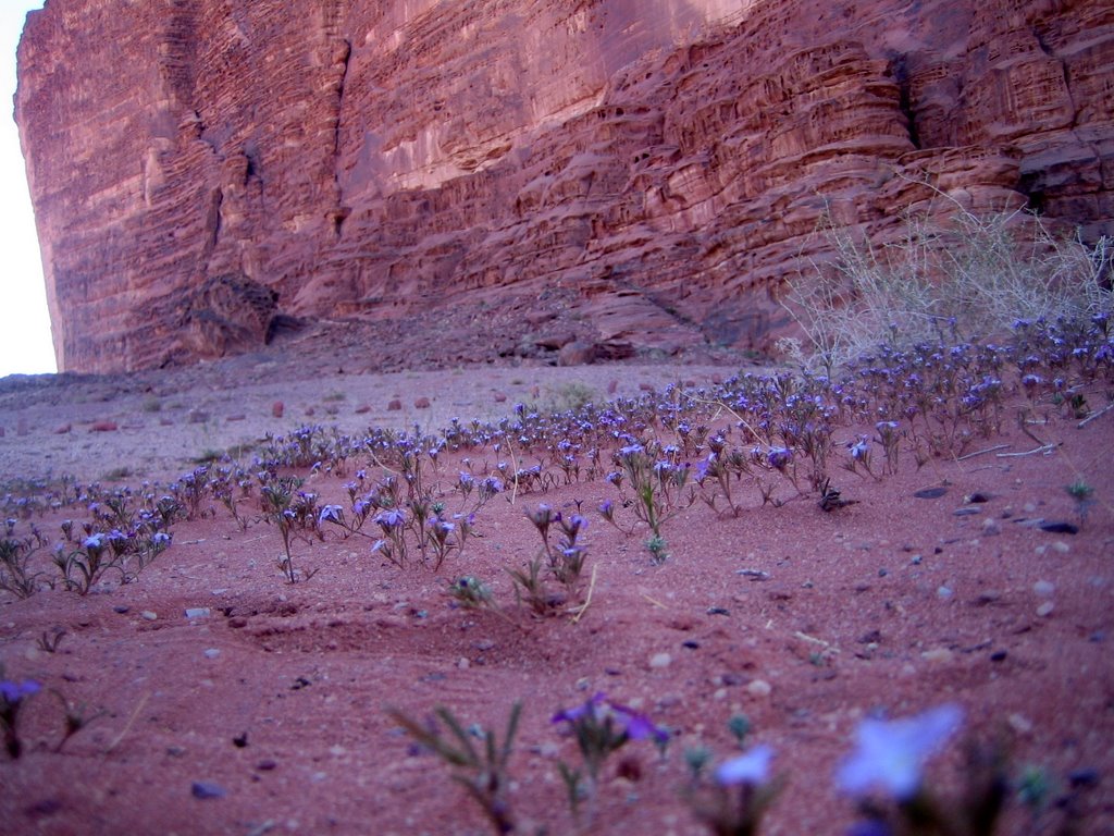 Wadi Rum - a lot of small blue flowers