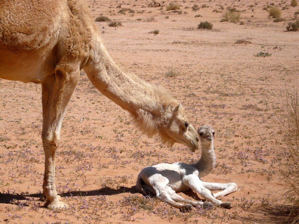 Wadi Rum - Mama Kamel und Baby Kamel