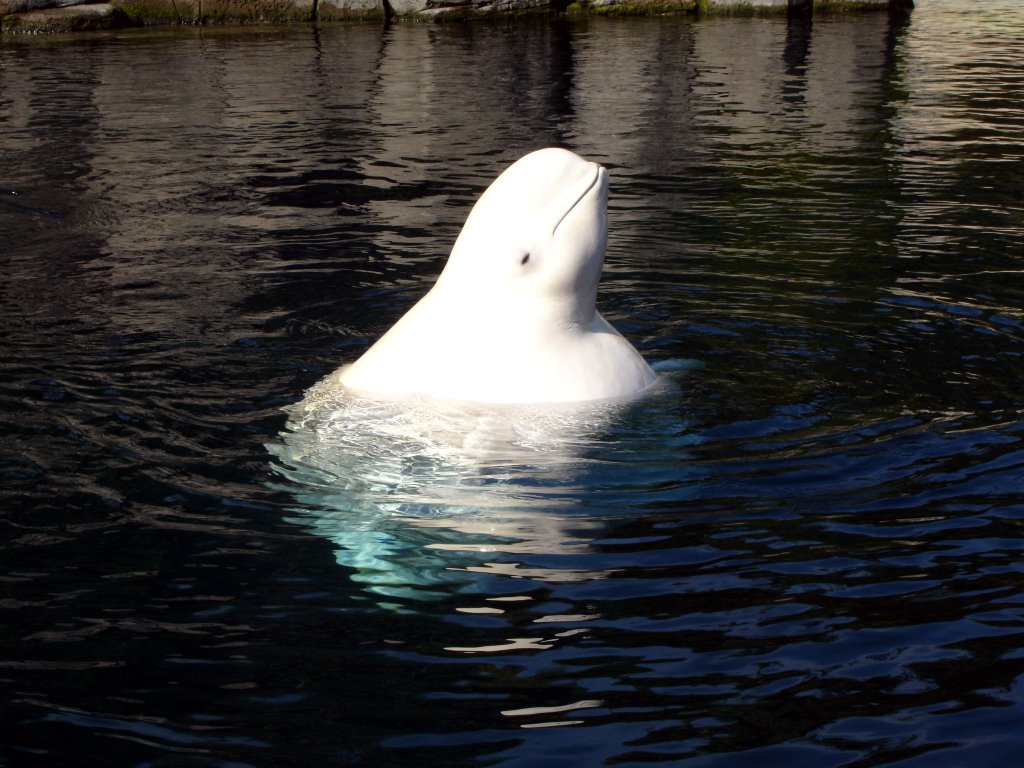 Ein Beluga-Wal streckt im Vancover Aquarium den Kopf aus dem Wasser und beobachtet die Touristen.