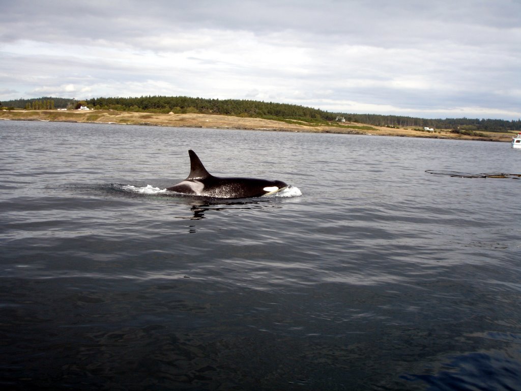 Rücken eines Orcas beim Whale Watching vor der Küste von Vancouver Island