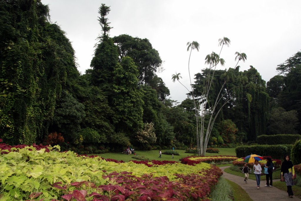 Royal Botanical Gardens, Peradeniya, Sri Lanka