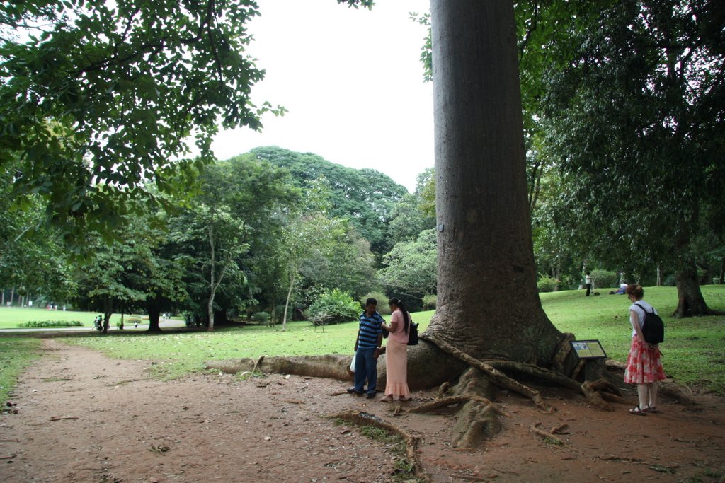 Royal Botanical Gardens, Peradeniya, Sri Lanka