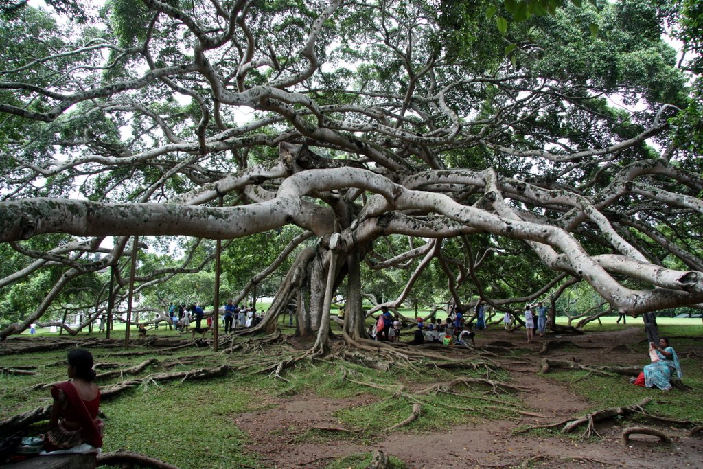 Giant Java Willow Tree, Royal Botanical Gardens, Peradeniya, Sri Lanka