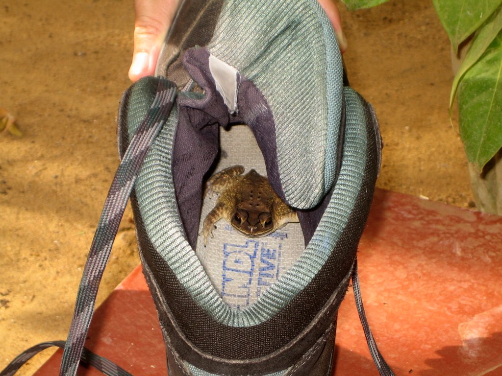 frog in hiking boot