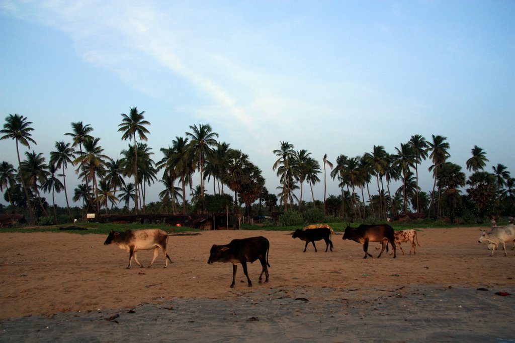 cows at Nilaveli Beach, Trincomalee, Sri Lanka