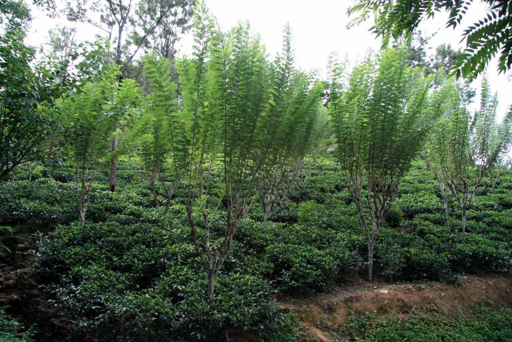 tea bushes near Ella, Sri Lanka
