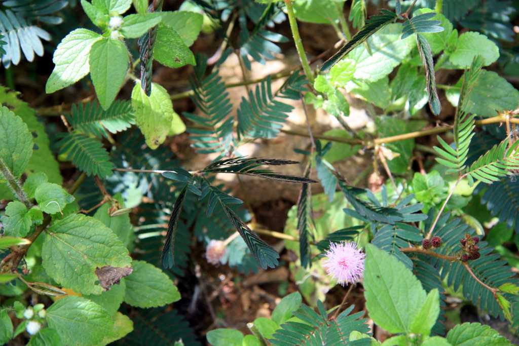 Mimose, Sri Lanka