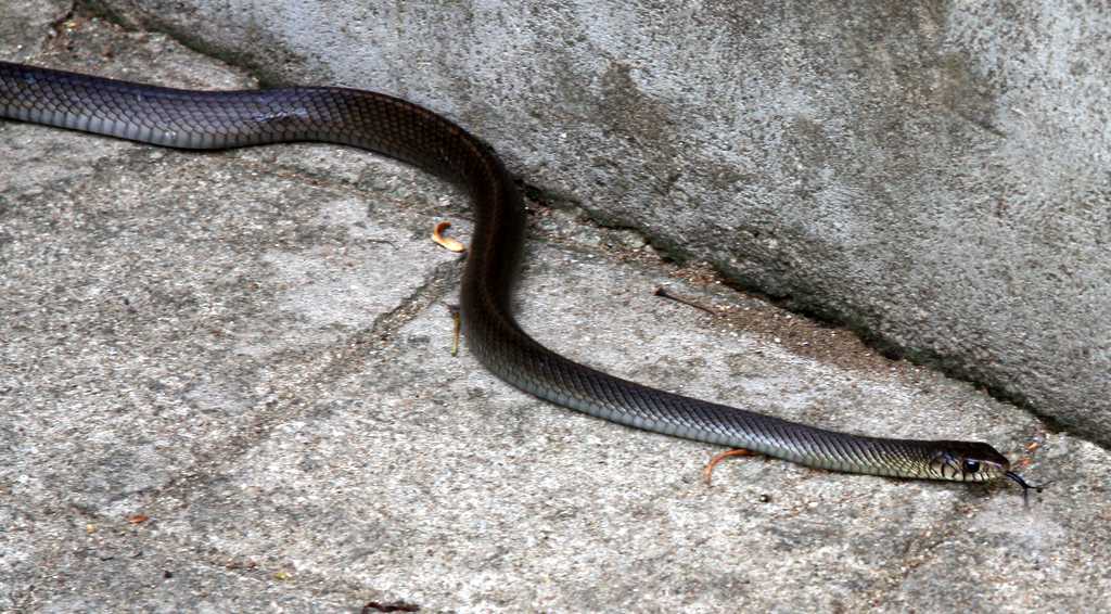 Ptyas mucosa, Indian rat snake, Demodara, Sri Lanka