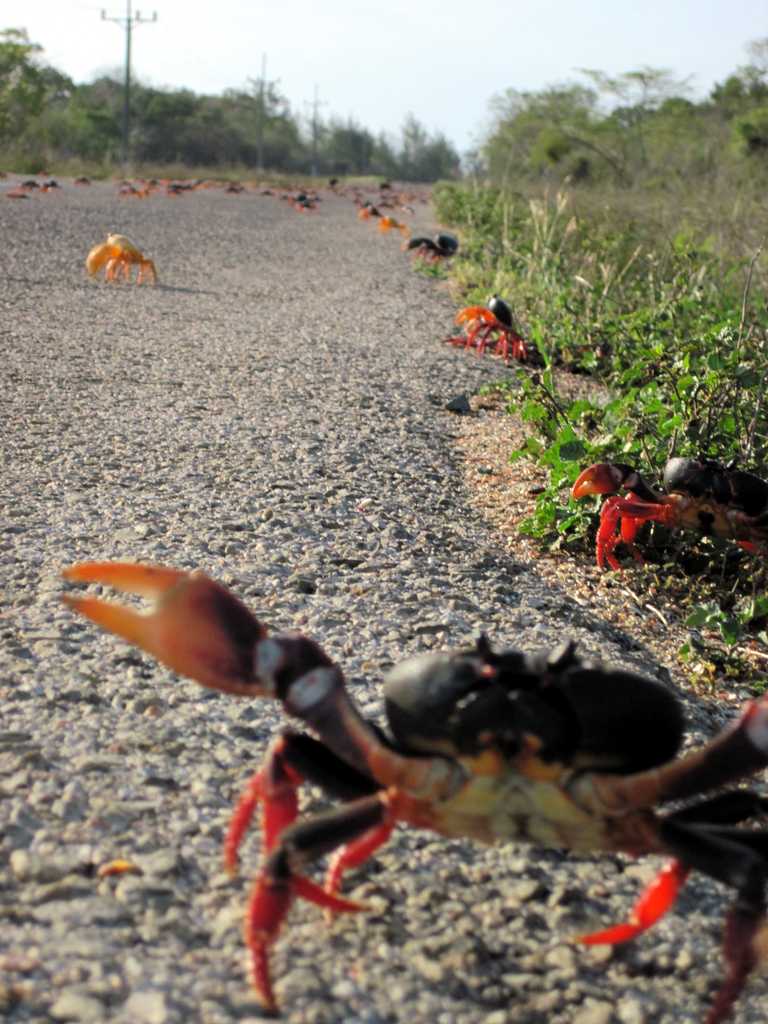 Krebse auf der Straße zwischen Playa Grande und Playa Girón, Cuba
