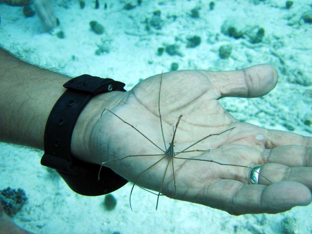 arrow ghost crab, Cuba